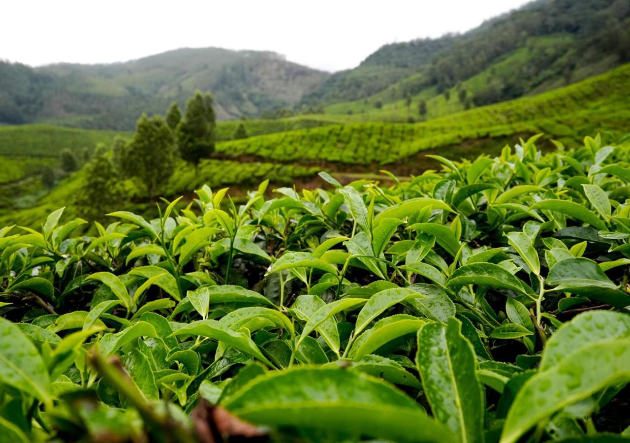Arivikad Tea Bungalow Munnar By Voye Homes Suryanelli Exterior foto
